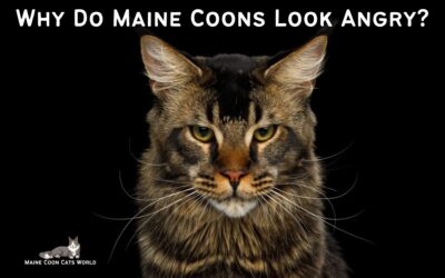 Why Do Maine Coons Look Angry?