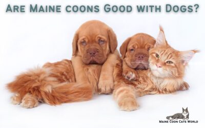 Are Maine Coons Good with Dogs?