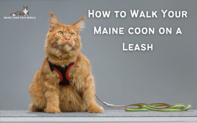 Leash Training a Maine Coon: Tips and Tricks