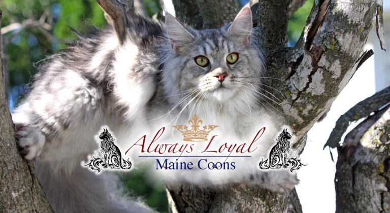 306664910 565033745417970 522917279249807626 n 768x420