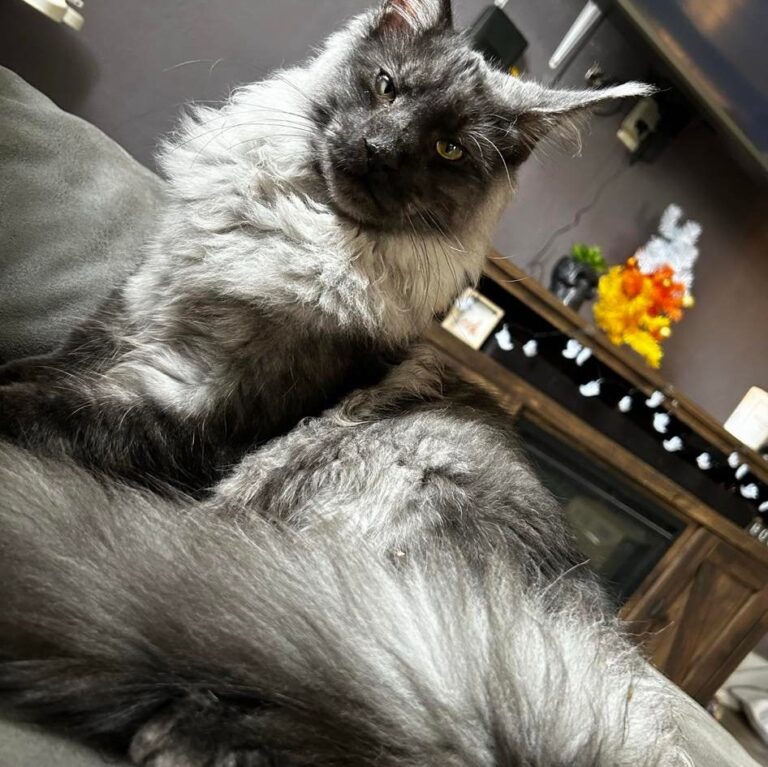 337982840 771114191275488 3772069768532434510 n 768x767