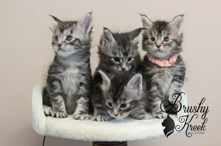 LitterS scaled 1 768x506